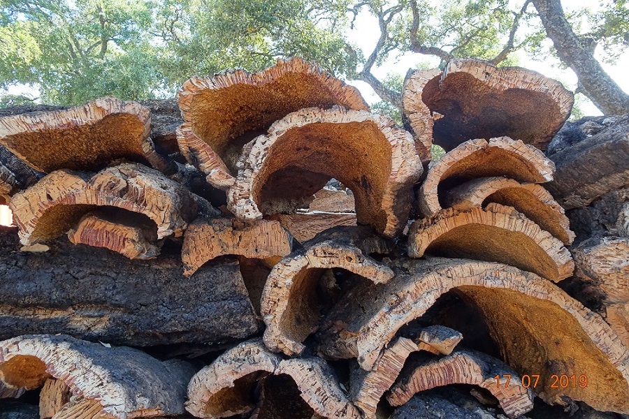 Cork of the cork Oak in the Monchique mountains