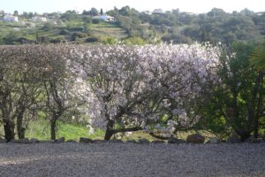 Flowering Almond trees, all over the Algarve