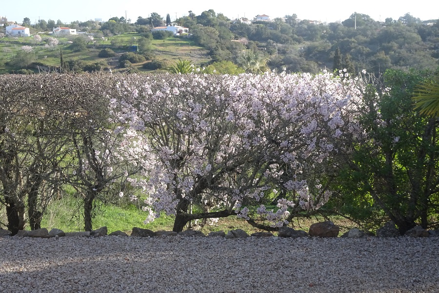 Flowering Almond trees, all over the Algarve