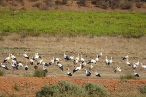 Resting and gathering place for storks. Visit the Algarve to Spain stork route