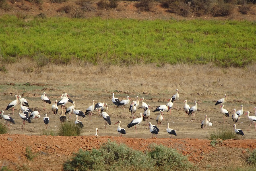 Resting and gathering place for storks. Visit the Algarve to Spain stork route
